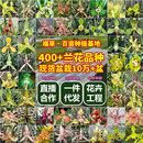 洋蘭類陽臺 雜交蘭 蘭花四季 建蘭大鳳素室內花卉好養活帶盆蘭國蘭
