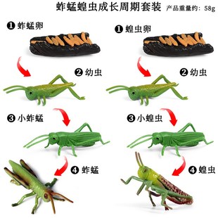 跨境實(shí)心仿真動(dòng)物昆蟲蝗蟲蚱蜢成長(zhǎng)周期模型套裝 X科教認(rèn)知玩具