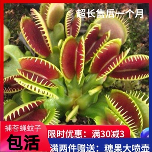 捕蠅草豬籠草食蟲(chóng)草食人花驅(qū)蚊草捕蚊草食蚊草超大捕蟲(chóng)草趣味盆栽