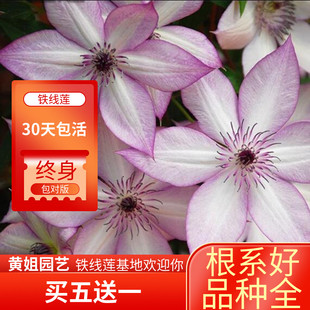 P9規格鐵線蓮烏托邦幸運符新幻紫小綠晝天使盆栽花卉花苗 特價