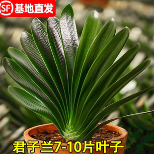 四季 君子蘭盆栽帶花苞老苗大小苗花卉植物室內花綠植好養圓頭和尚