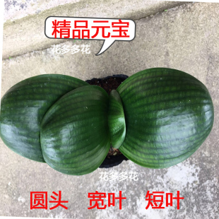 精品君子蘭圓頭和尚小苗短葉寬葉元 寶君子蘭室內客廳植物花卉盆栽