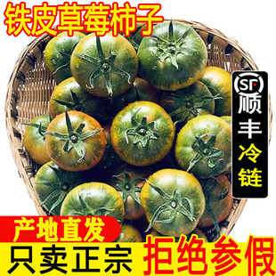 丹東草莓西紅柿5斤鐵皮柿子新鮮番茄自然熟盤錦堿地生吃水果柿子