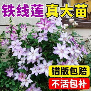 烏托邦鐵線蓮大苗帶花苞盆栽爬藤植物倒影約瑟芬魔法噴泉花卉綠植