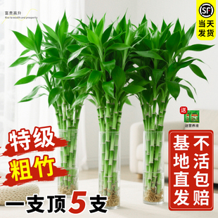 富貴竹水培植物客廳招財粗桿帶根水養節節高綠植室內盆栽特級竹子