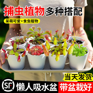 捕蠅草植物盆栽豬籠草驅(qū)蚊綠植物捕蟲(chóng)趣味食蟲(chóng)草懶人好養(yǎng)室內(nèi)桌面