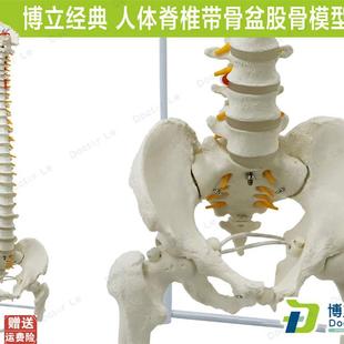 人體脊柱模型1 1正骨脊椎x模型頸椎腰椎人體骨骼脊椎模型帶骨盆