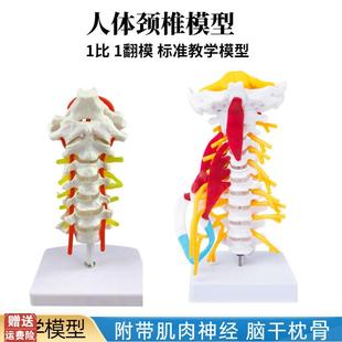 人體頸椎模型帶頸動后枕骨椎間盤與神經J腦干頸椎模型關節骨骼模