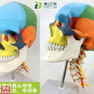 顱骨分離彩色頭顱骨解剖模型顱動脈帶頸椎微整形美Z容教學醫用