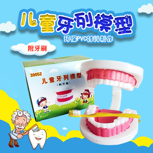 兒童早教牙齒牙列模型 幼兒園人體器官探索口腔科教學(xué)器材料教具
