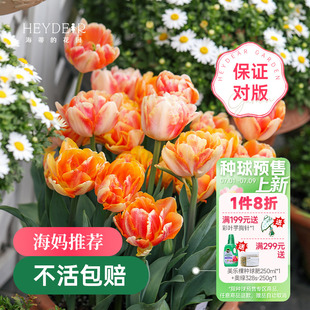 海蒂 花園郁金香種球進(jìn)口5度球火焰旗幟陽(yáng)臺(tái)盆栽庭院可地栽球根