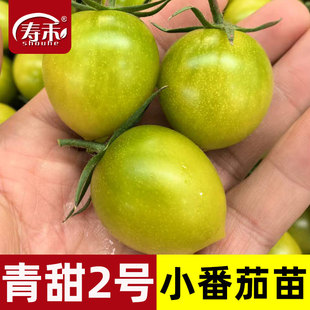 青美玉綠色小番茄種子苗秧櫻桃西紅柿種籽孑子青甜2號圣女果苗