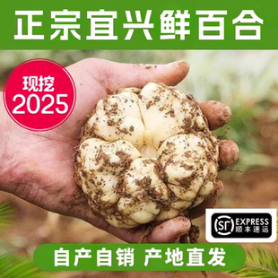包郵 2025宜興新鮮百合5斤食用微苦2500g農家散裝 土特產1斤3斤