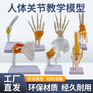 肩 腳關節附韌帶模型 肘 手關節 人體六大功能關節模型 髖 膝關節