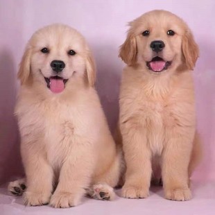 東營純種金毛幼犬賽級金毛犬導盲犬雙血統拉布拉多大骨架中大型寵