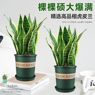 金邊虎皮蘭盆栽花卉多肉水培植物綠植室內(nèi)辦公室四季 常青虎尾蘭