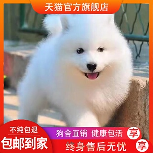 純種薩摩耶幼犬雪橇犬活體狗狗中型犬家庭犬微笑天使薩摩耶寵物狗