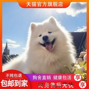純種熊版 薩摩耶幼犬中型犬白色微笑天使薩摩耶犬大白熊寵物狗活物