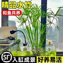 水竹水培植物旱傘草魚缸造景凈化水質水草水生植物魚池塘龜缸綠植