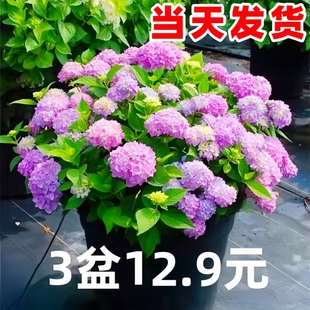 繡球花盆栽大花苗無盡夏好養 不斷花卉植物室內陽臺開花 花四季
