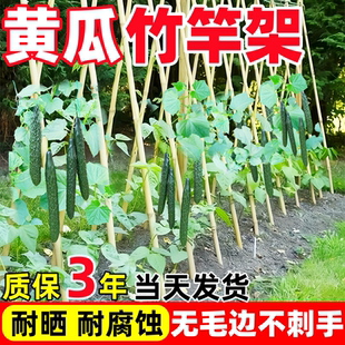 竹竿菜園搭架蔬菜黃瓜爬藤架番茄豆角架桿竹籬笆柵欄小竹子葡萄架