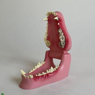 犬牙齒模型口腔牙齦病理變化狗狗牙齒H仿真塑膠模具犬科貓咪牙齒