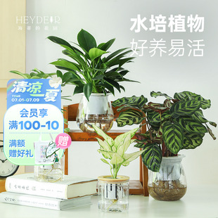 海蒂 花園水培植物鉑金鉆滴水觀音發財樹盆栽室內植物辦公室綠植