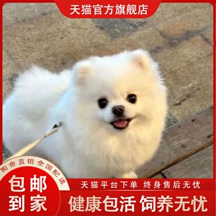 純種博美犬幼犬活體茶杯犬俊介小型袖 珍犬茶杯犬黃色博美寵物狗狗
