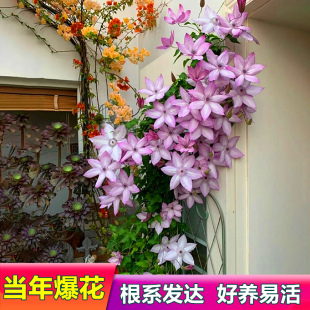 鐵線蓮爬藤植物無刺重瓣大花攀爬耐寒庭院爬墻花卉陽臺盆栽帶花苞
