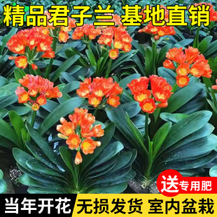 君子蘭盆栽精品寬葉圓頭和尚彩蘭五年大苗帶花苞當年開花客廳綠植