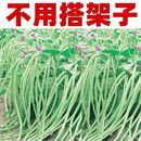 優質無架長豆角種子顆粒飽滿出芽率高無需搭架輕松實現豆角自由
