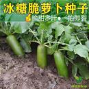 冰糖水果蘿卜生吃脆甜農家蔬菜四季 高產易播種陽臺盆栽沙窩綠蘿卜