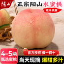 正宗無錫陽山水蜜桃子現(xiàn)摘新鮮水果整箱應(yīng)當(dāng)季 5兩 白鳳 單顆4