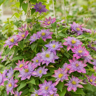 天狼鐵線蓮2.5升合集烏托邦倒影盆栽苗庭院花園攀援爬藤植物花卉