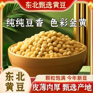 新貨黃豆打豆?jié){豆芽專用農(nóng)家自種老品種非轉(zhuǎn)基因大豆批發(fā)
