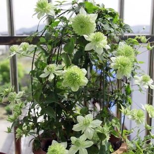 鐵線蓮花苗陽臺盆栽藤本皇后爬藤花卉藤本植物庭院好養 帶花花苗