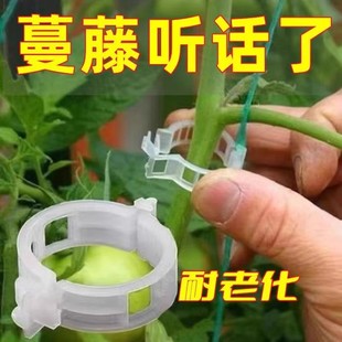 枝黃瓜絲瓜番茄扶蔓西紅柿吊秧綁植物固定夾綠植園藝爬藤蔬菜卡扣