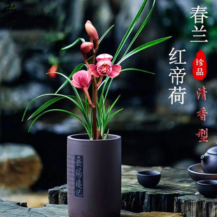 蘭花苗 冬帶花苞濃香型好養(yǎng)活室內(nèi)花卉綠植 春蘭紅帝荷蘭花盆栽